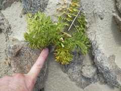 Anisotome lyallii