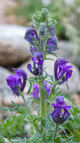 Nakedstamen Monkshood (Gymnaconitum gymnandrum)