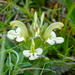 Pedicularis lyrata - Photo 由 Mengshuai Ge 所上傳的 (c) Mengshuai Ge，保留部份權利CC BY-NC