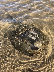Limulus polyphemus