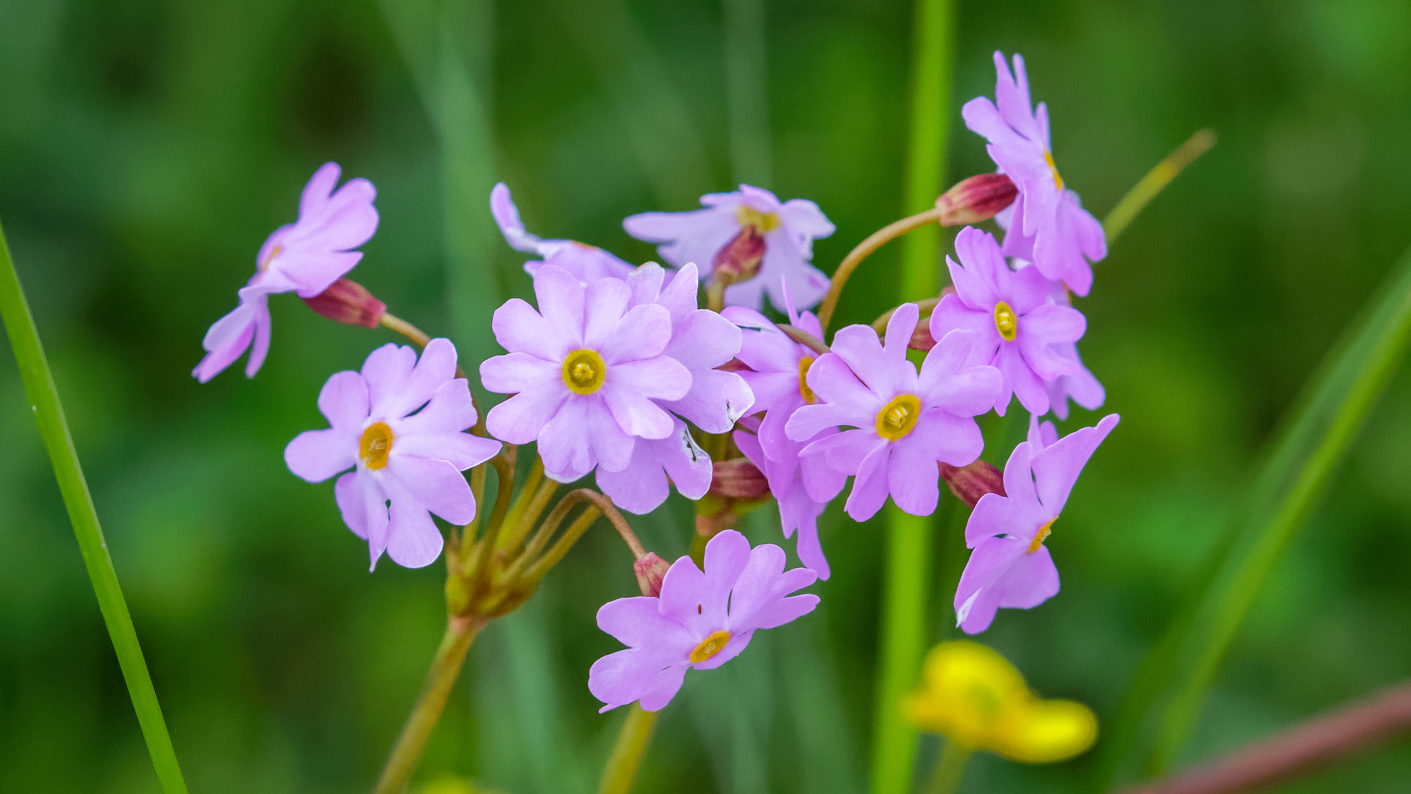 Primula nutans