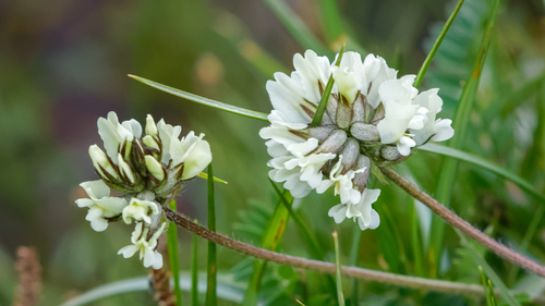 Oxytropis kansuensis