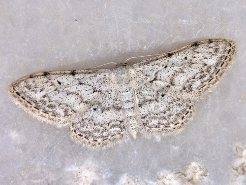 Idaea camparia