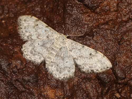 Idaea camparia