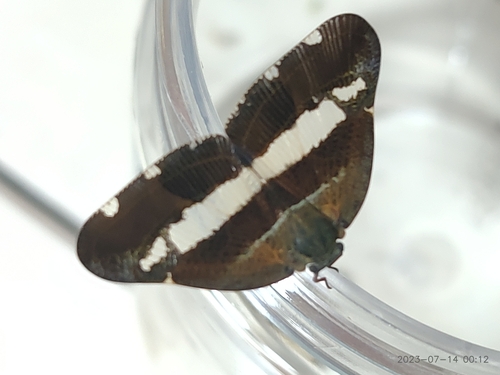 Pochazia confusa