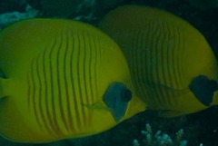 Chaetodon semilarvatus