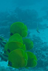 Chaetodon semilarvatus