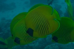 Chaetodon semilarvatus