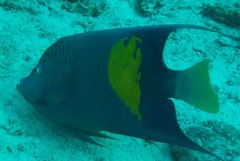 Pomacanthus maculosus