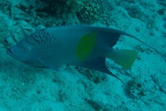 Pomacanthus maculosus