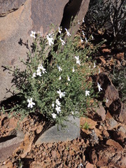 Jamesbrittenia incisa