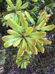 Banksia integrifolia