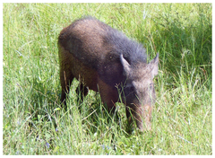 Sus scrofa cristatus