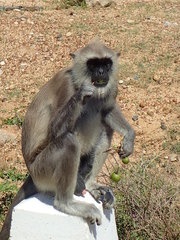 Semnopithecus priam thersites