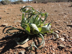 Colchicum volutare