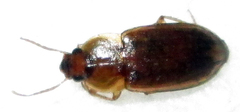 Siopelus pallidior