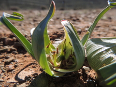 Colchicum volutare