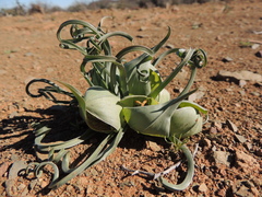 Colchicum volutare