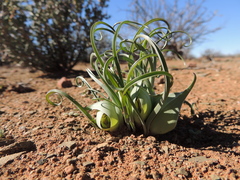 Colchicum volutare