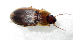 Siopelus pallidior