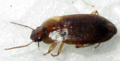 Siopelus pallidior