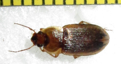 Siopelus pallidior