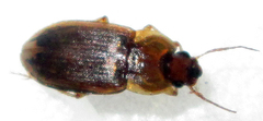 Siopelus pallidior