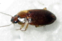 Siopelus pallidior
