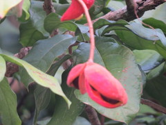 Sterculia monosperma
