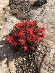 Castilleja scabrida scabrida
