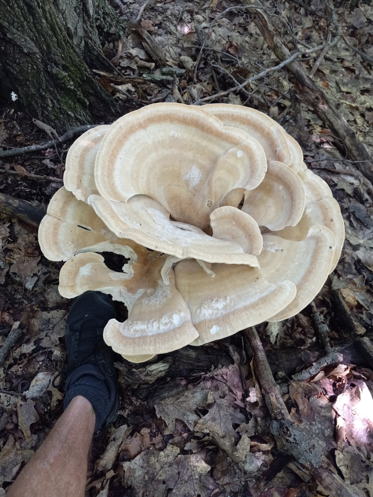 Berkeley's Polypore from Lanesborough, MA, USA on July 13, 2023 at 12: ...