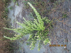 Ozothamnus leptophyllus