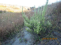 Ozothamnus leptophyllus