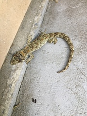 Mokopirirakau granulatus