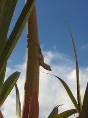 Anolis sagrei