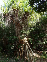 Pandanus tectorius