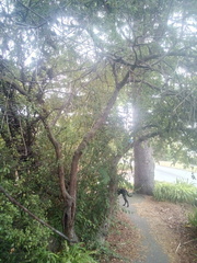 Cotoneaster frigidus