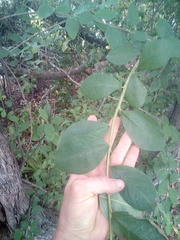 Cotoneaster frigidus