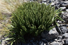 Polystichum cystostegium