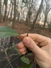 Magnolia virginiana