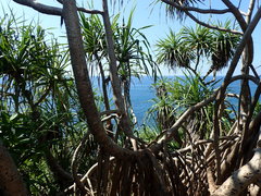 Pandanus tectorius