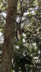 Plecturocebus ornatus