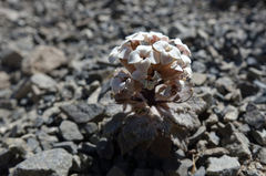 Notothlaspi rosulatum