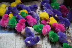 Gallus gallus domesticus