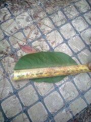 Cotoneaster frigidus