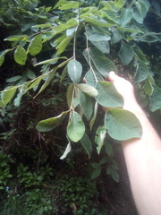 Cotoneaster frigidus
