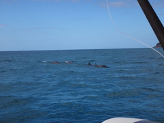 Stenella longirostris longirostris