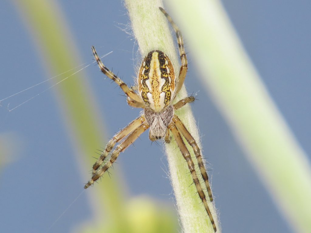 Aculepeira armida from Province of L'Aquila, Italy on June 20, 2023 at ...