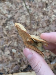 Trametopsis cervina
