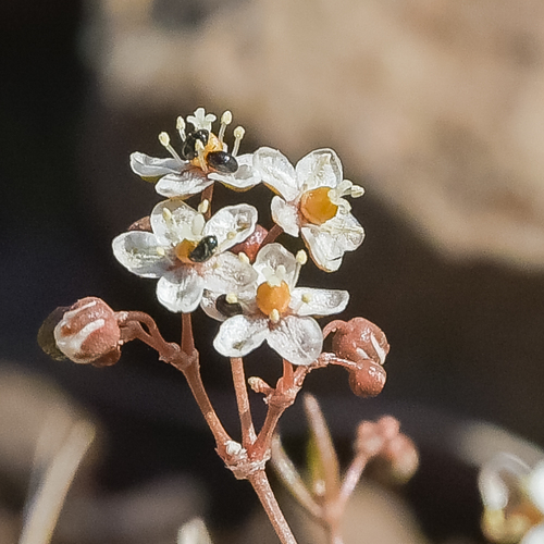 Pharnaceum alpinum · BioDiversity4All